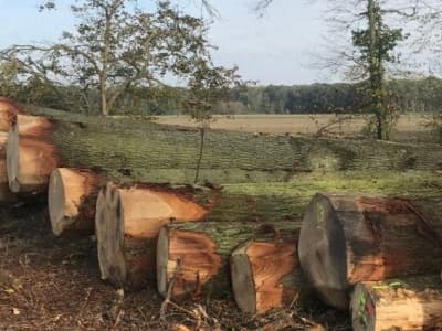 Des Yvelines à la Chine : le bois volé géolocalisé à 9500 km de Septeuil par des enquêteurs amateurs