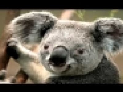La chanson du koala  + chansons en carton