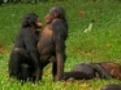 i\'d love to be a bonobo! Hardcore 