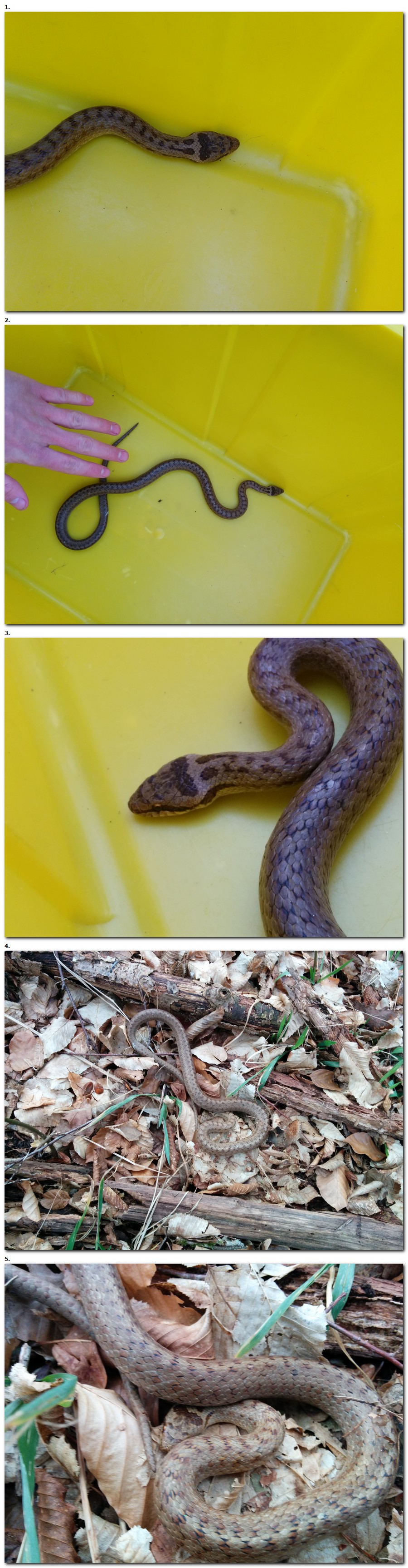 Identification serpent.