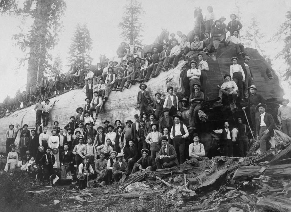 Une centaine de personnes pose devant le séquoia géant qui vient d'être abattu - 1917