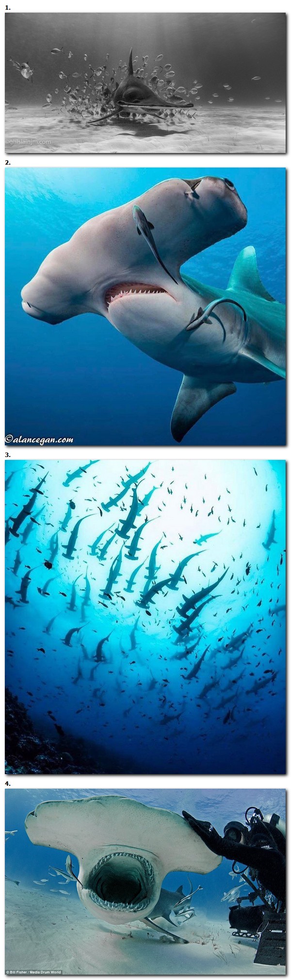 Sharkwater #1 : le grand requin-marteau
