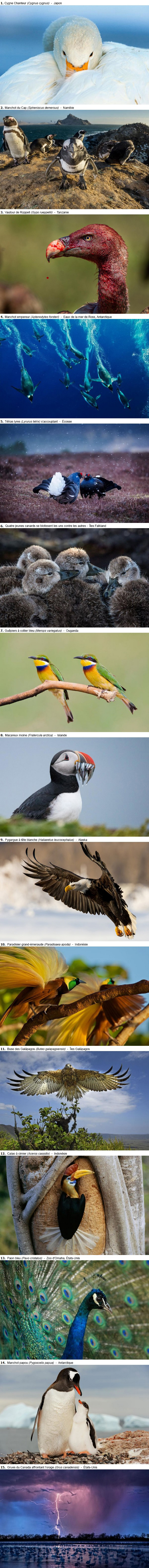 Diversité ornithologique 