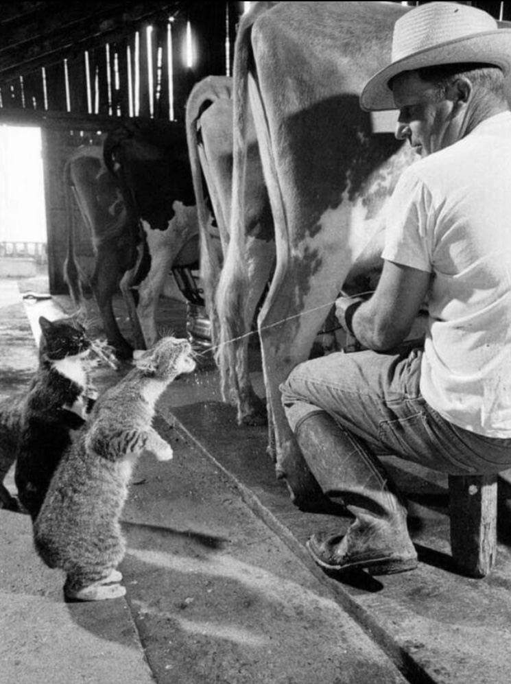 Chats buvant du lait frais chez un fermier américain, 1954