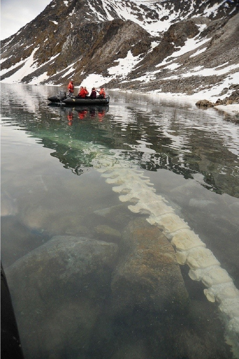 Un squelette de rorqual commun repose sous les eaux d'un lac à Svalbard, en Norvège.
