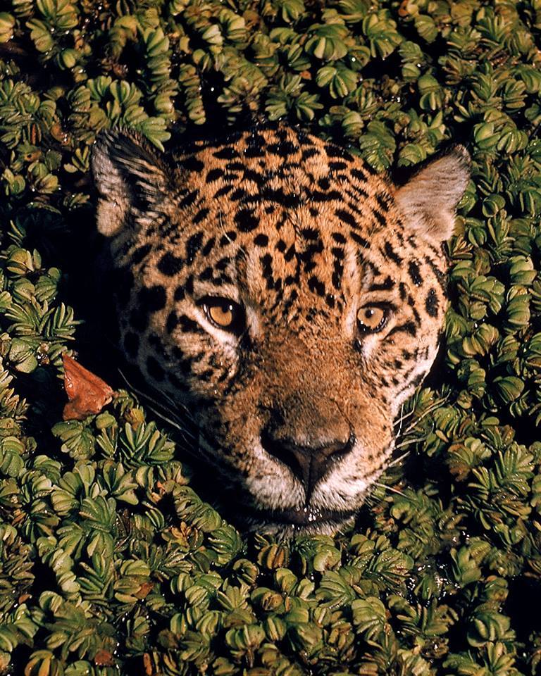 Un jaguar brésilien nage dans une mare remplie de plantes