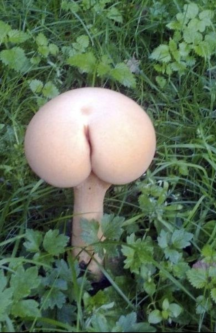 Bubble Butt Challenge (mushroom edition)