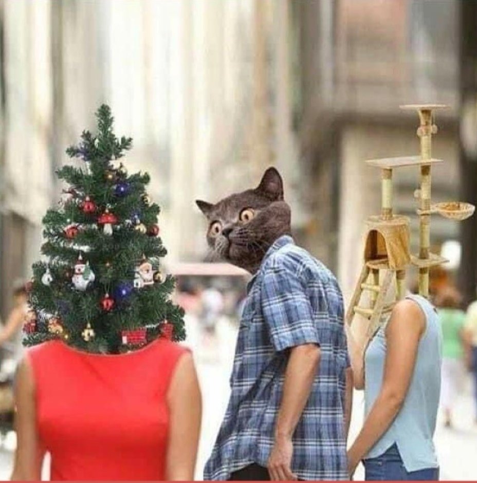 Noël et les chats