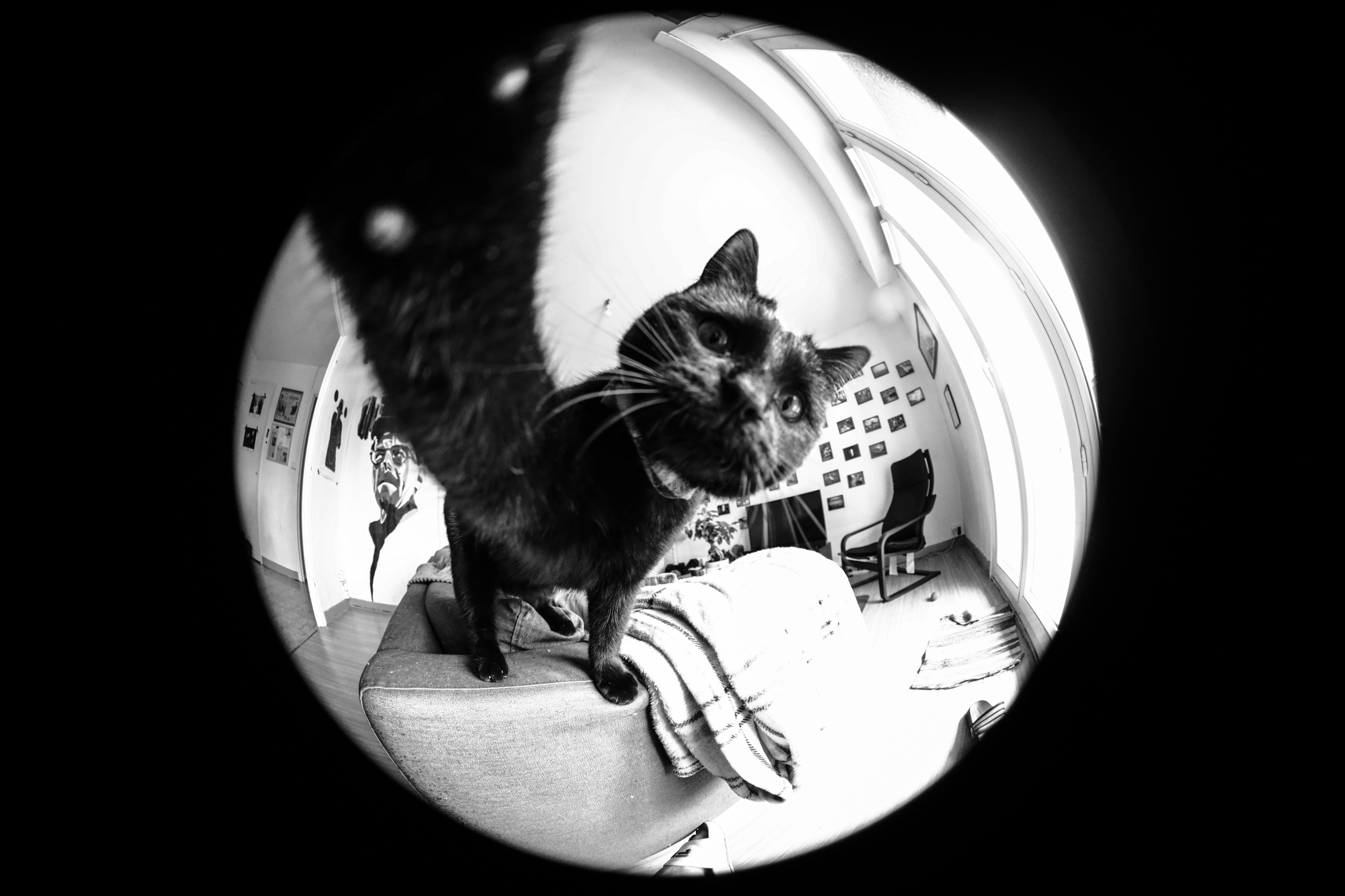 Je vous présente mon chat, Salem ! Depuis tout petit je l'ai accoutumé à l'appareil photo, donc il est plutôt à l'aise face à l'objectif ! 