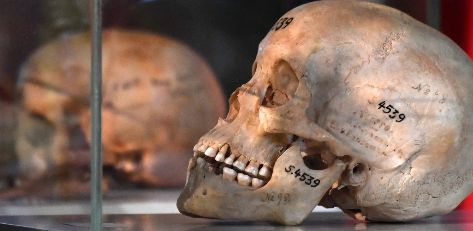 Deux crânes de victimes présumées du génocide opéré par les troupes allemandes en Namibie au début du XXe siècle sont exposés dans une église à Berlin, le 29 août 2018
