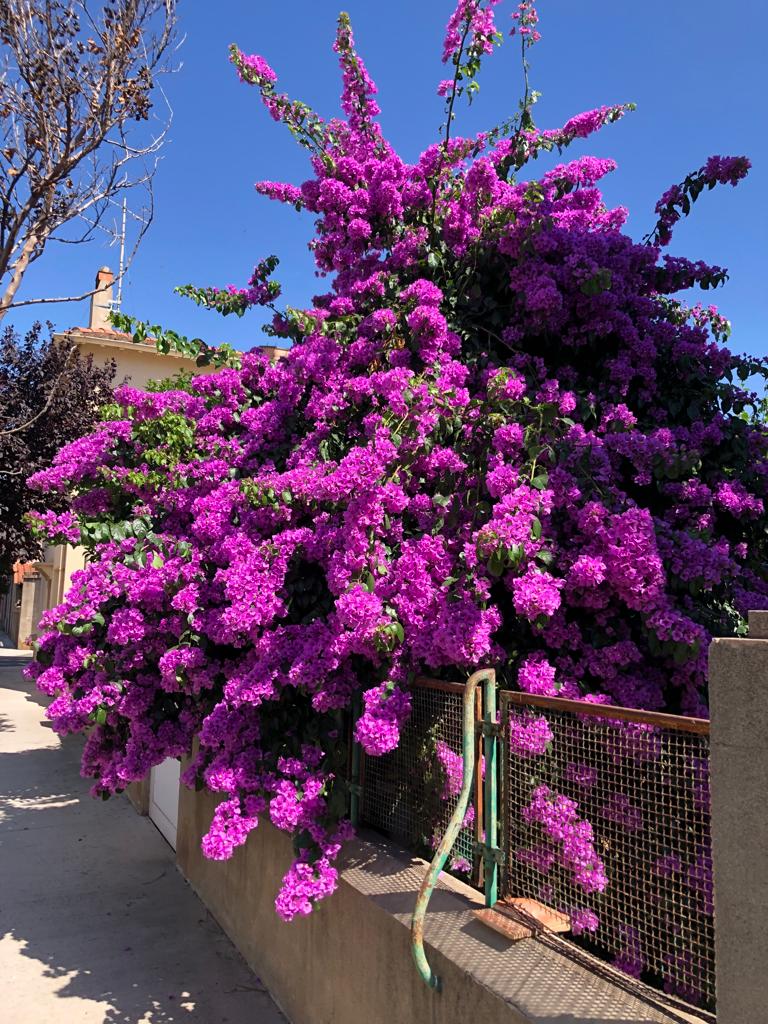 Les Bougainvilliers sont tous en fleurs depuis une grosse semaine, je trouve ça magnifique,. Quelle belle couleur.