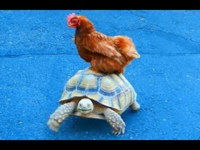 Voulez un taxi? Prendre une tortue