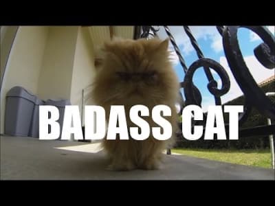 Le chat le plus badass qu'on ai vu !