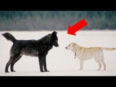 Un loup  un chien et un homme