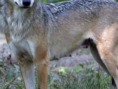 Attaque de loups à Thoiry : la joggeuse porte plainte contre le zoo pour des manquements sur la sécurité