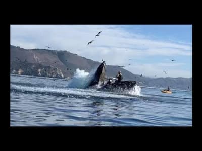 Une baleine à bosse avale deux filles alors qu'elles font du kayak en Californie. La baleine les recracha au bout de quelques secondes.