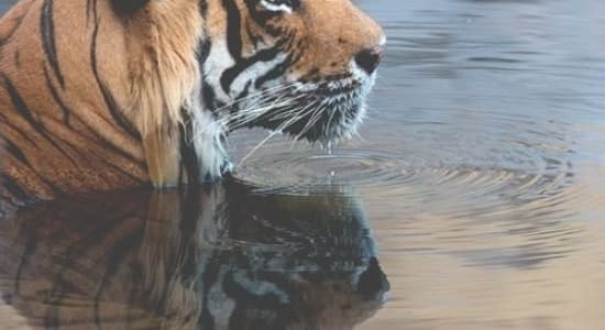 La Vie Privée des Animaux #4 : le tigre du Bengale
