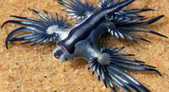 La limace de mer bleue : Glaucus atlanticus (ou Dragon bleu)