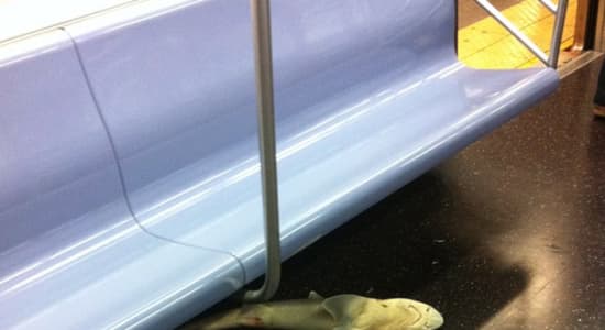 Un requin dans le métro