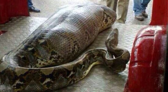 Un python mange un homme