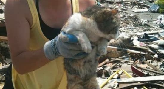 Family finds her cat, 16 days after a tornado in Joplin, USA