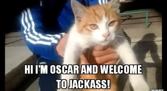 Welcome to jackass!