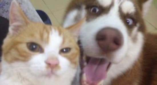 Si même les animaux se mettent aux selfies...