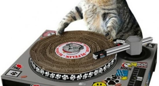 Un chat DJ à domicile ?