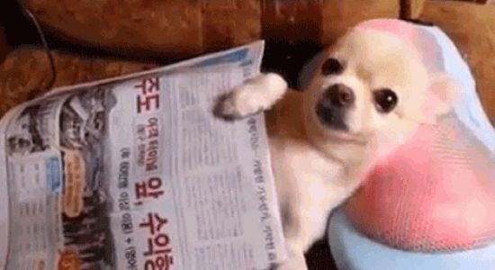 Un chien, un massage et un journal