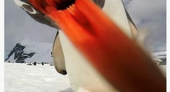 La dernière chose que vous verrez si un pingouin vous mange