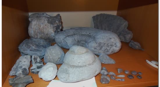 Collection de minéraux, fossiles et roches.