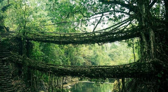 Le pont en racines, Cherrapunji, Inde