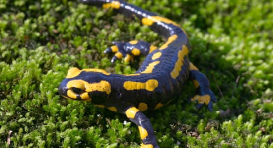 Salamandre (question/csb)