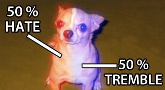 L'anatomie d'un Chihuahua