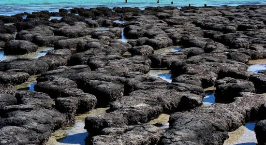 Stromatolithe