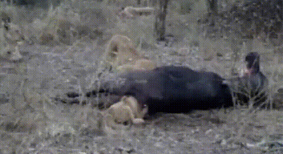 Un lionceau se coince la tête dans le cul d'un buffle