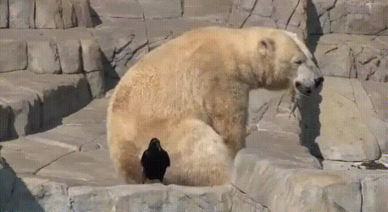 Un ourson polaire défend sa mère d'un corbeau