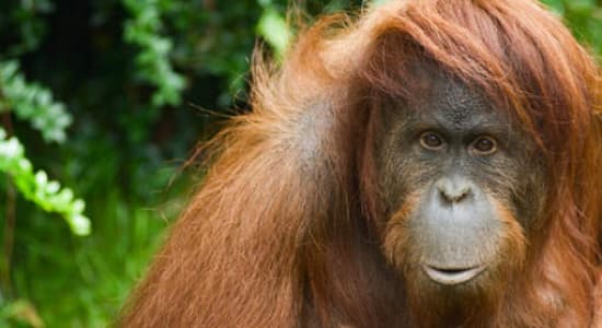 Des putes orangs-outans dans les bordels d'asie