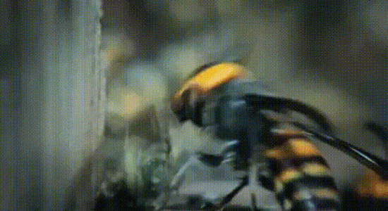 Une abeille aide sa congénère 
