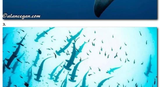 Sharkwater #1 : le grand requin-marteau