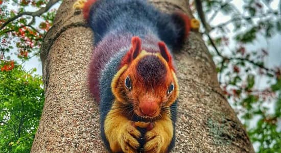 Un écureuil dans la forêt de Kerala en Inde