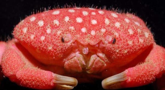 Crabe fraise