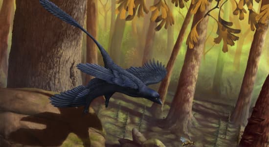 Paleoart: Microraptor