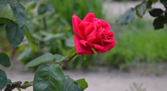 La rose du Thabor