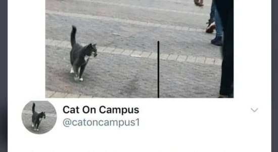 Cat on campus