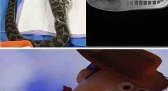 There's a boot in my snake 