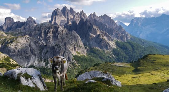 Dolomites et une vache