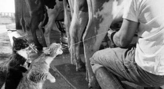 Chats buvant du lait frais chez un fermier américain, 1954