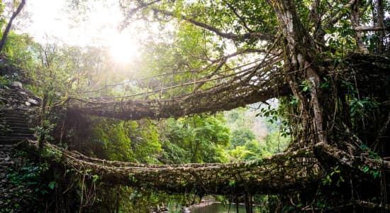 Ponts naturels en lianes, Nongriat, Réserve Naturelle en Inde