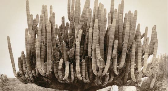 Cactus géant, Mexique 1895